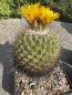 Preview: Thelocactus conothelos